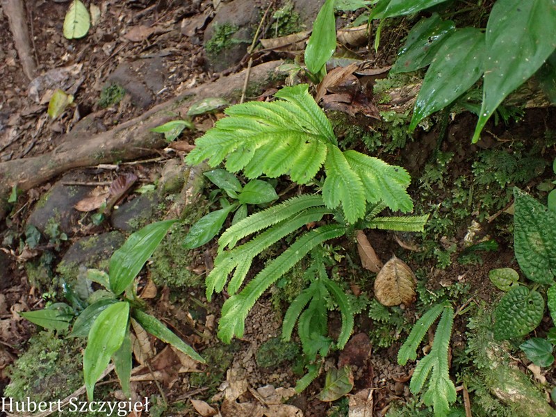 Selaginella bombycina photo 6