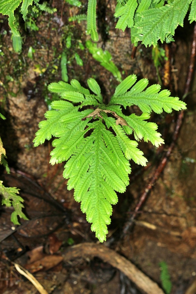 Selaginella bombycina photo 7