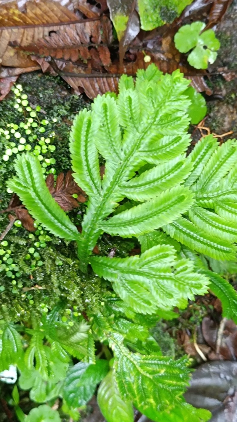 Selaginella bombycina photo 8