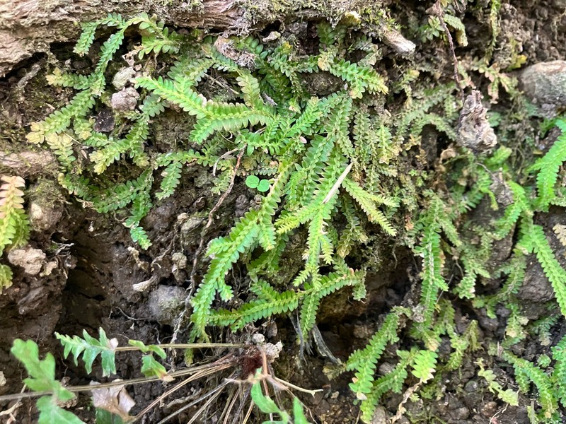 Selaginella boninensis
