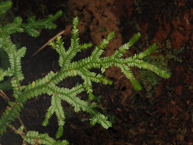 Selaginella boninensis photo 2