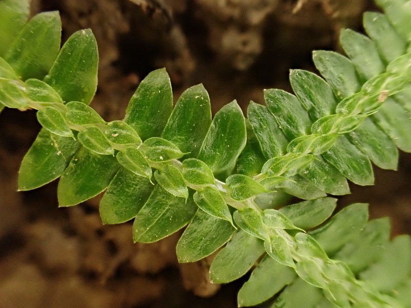 Selaginella boninensis photo 3