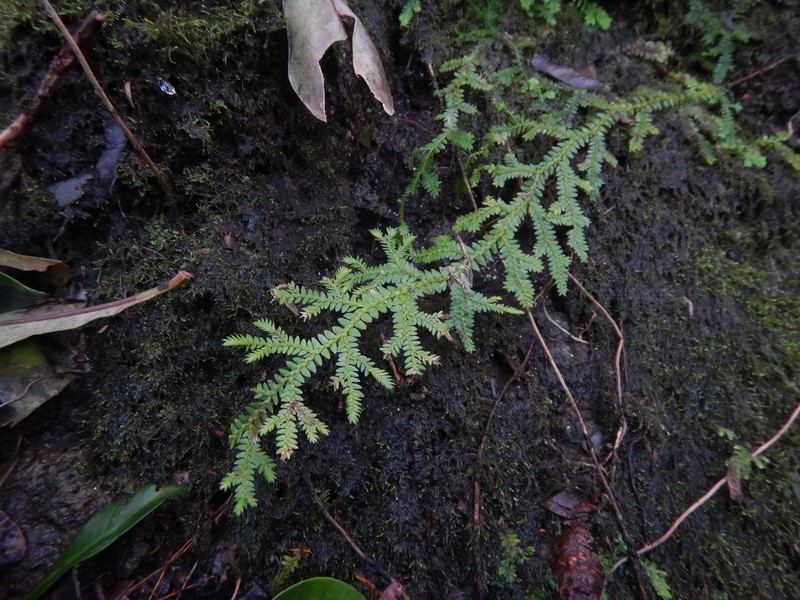 Selaginella boninensis photo 4