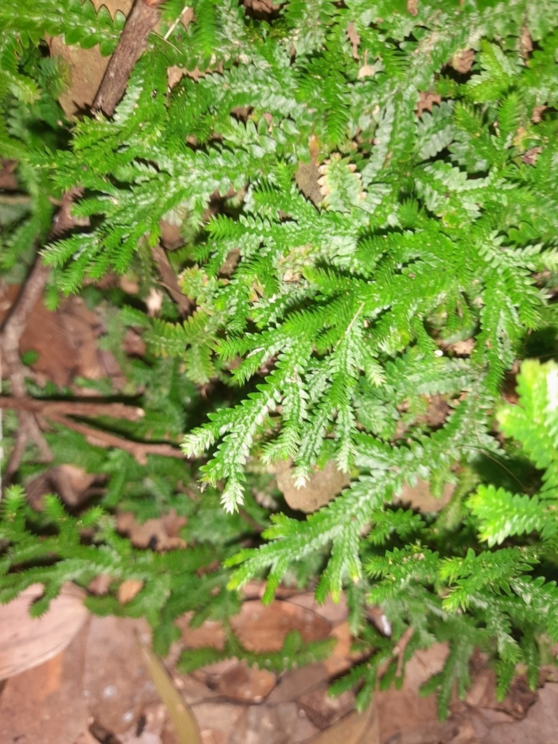 Selaginella boninensis photo 5