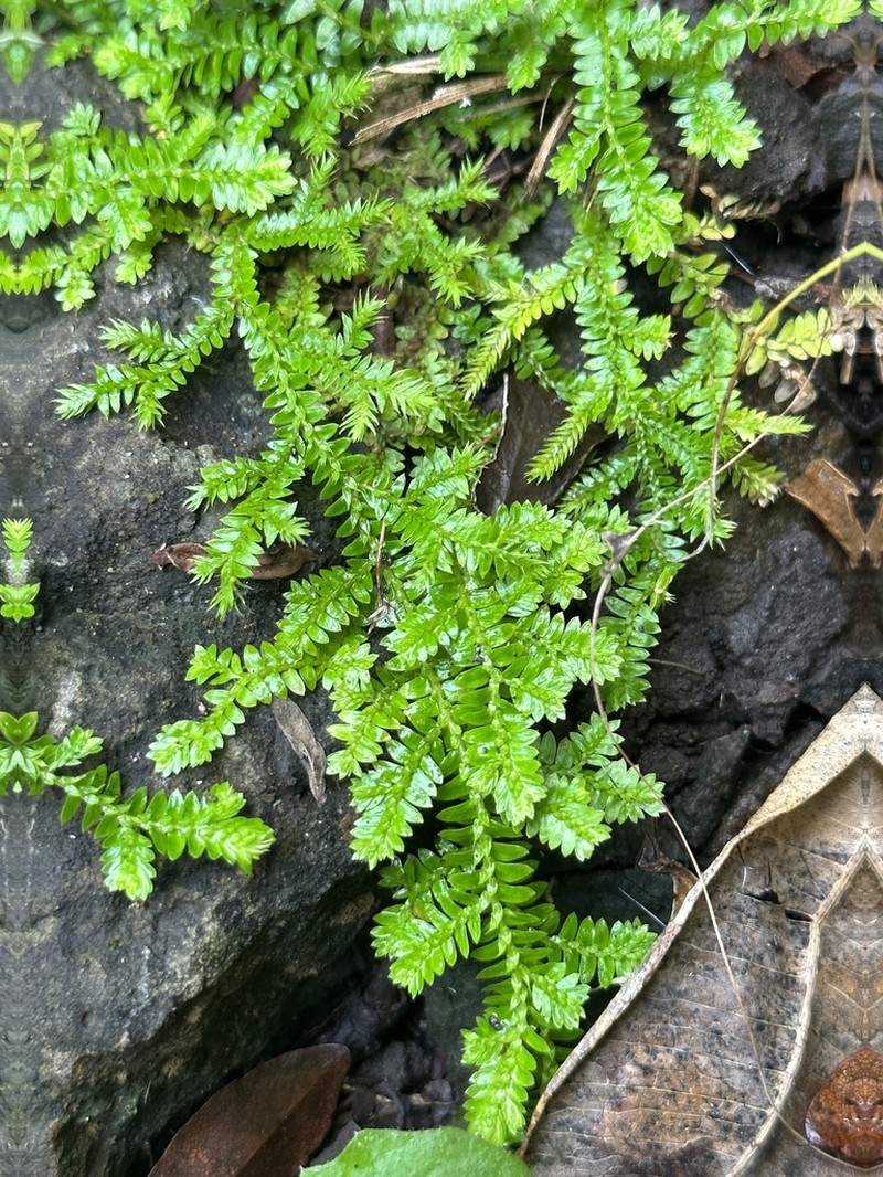 Selaginella boninensis photo 6