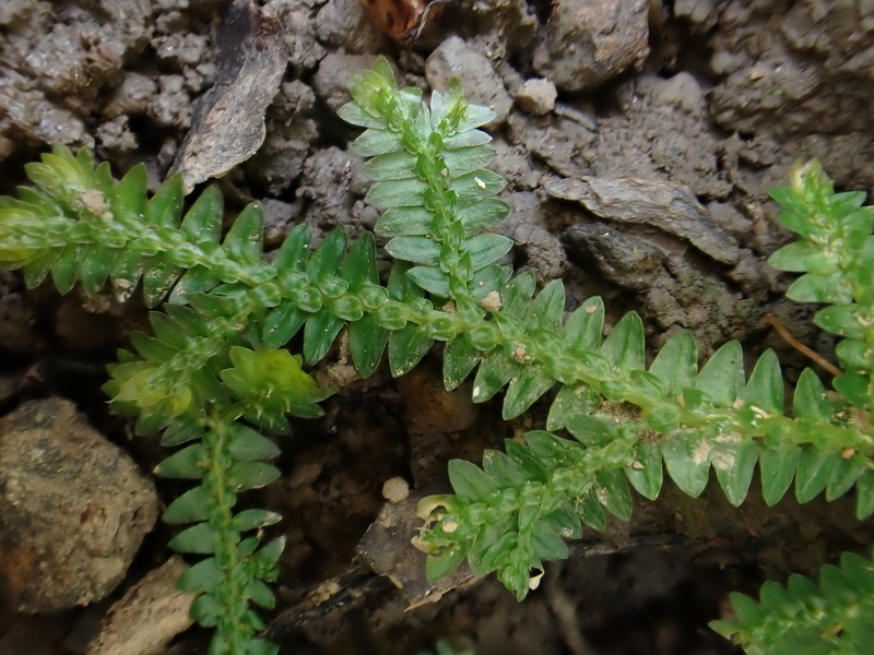 Selaginella boninensis photo 7