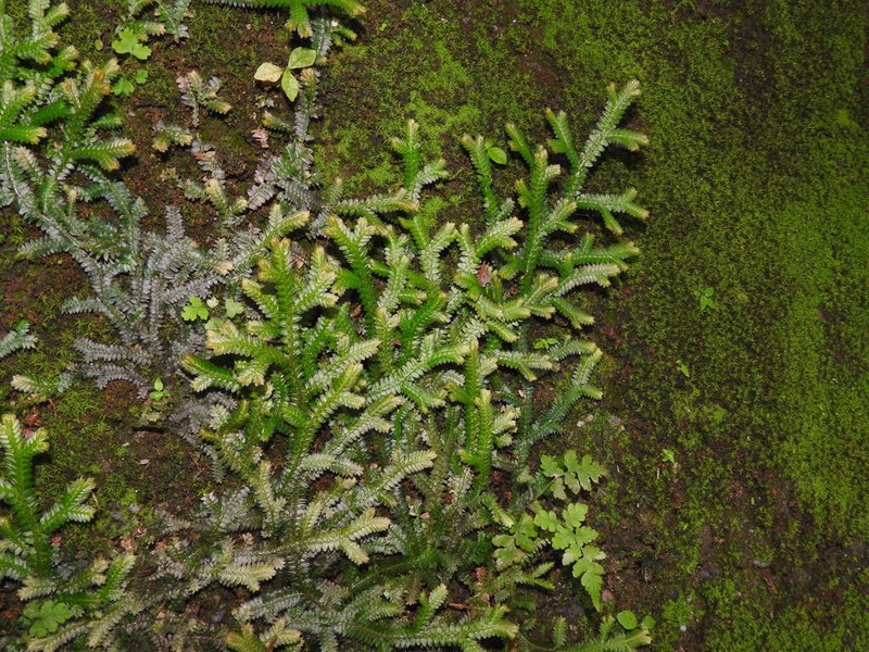 Selaginella boninensis photo 8