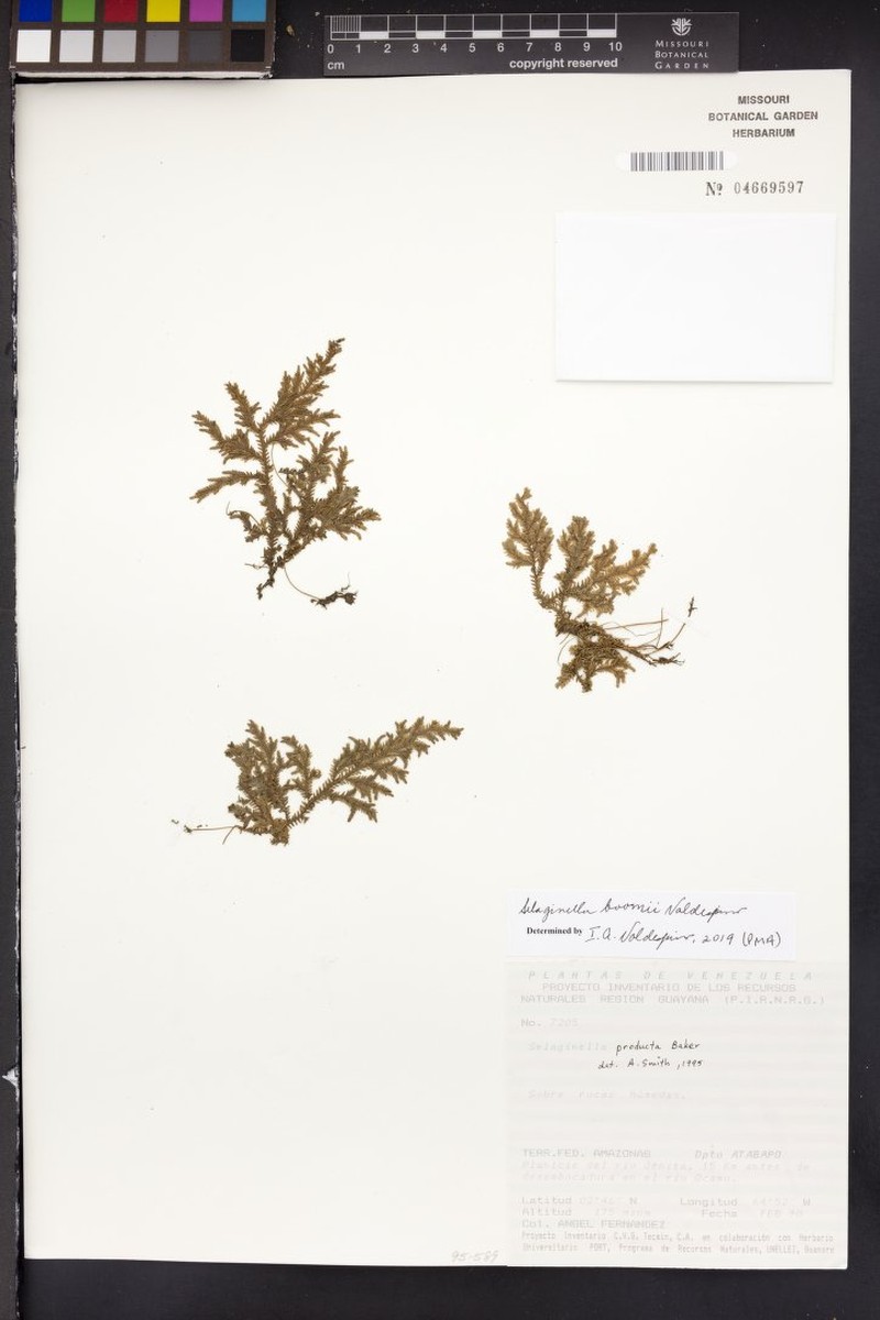 Selaginella boomii photo 2
