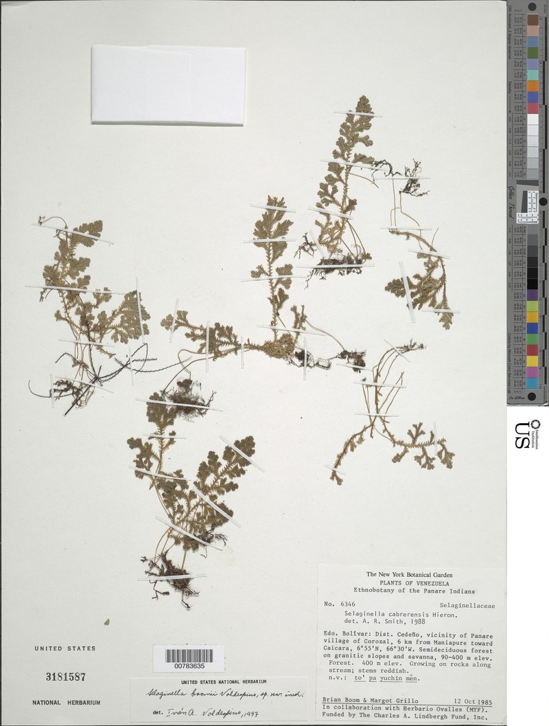 Selaginella boomii photo 3
