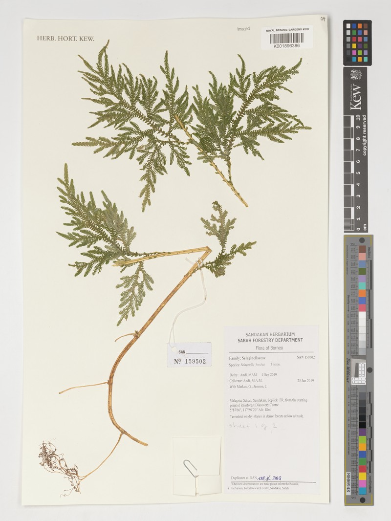 Selaginella boschai
