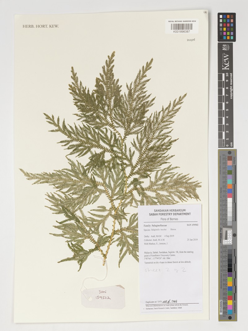 Selaginella boschai photo 2