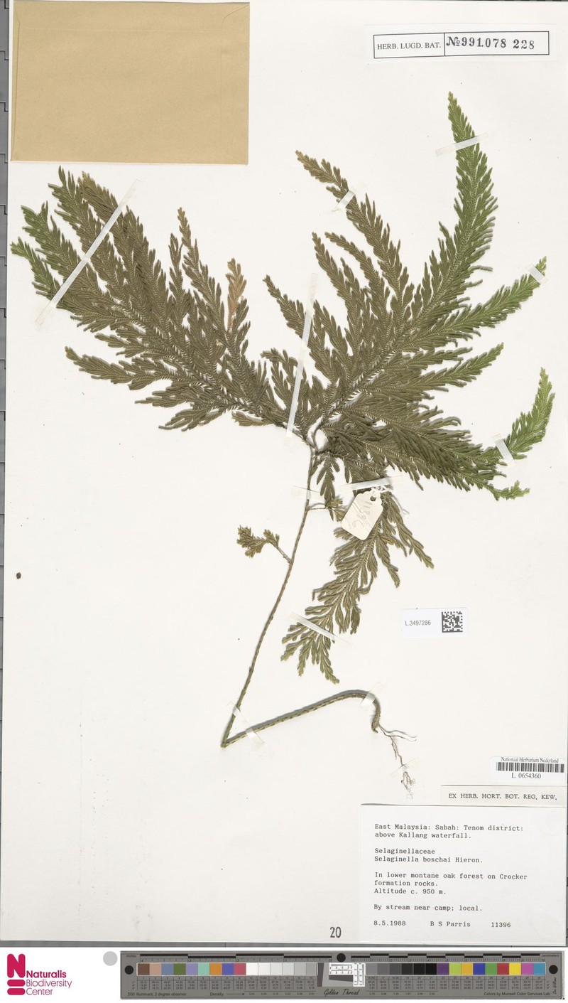 Selaginella boschai photo 3