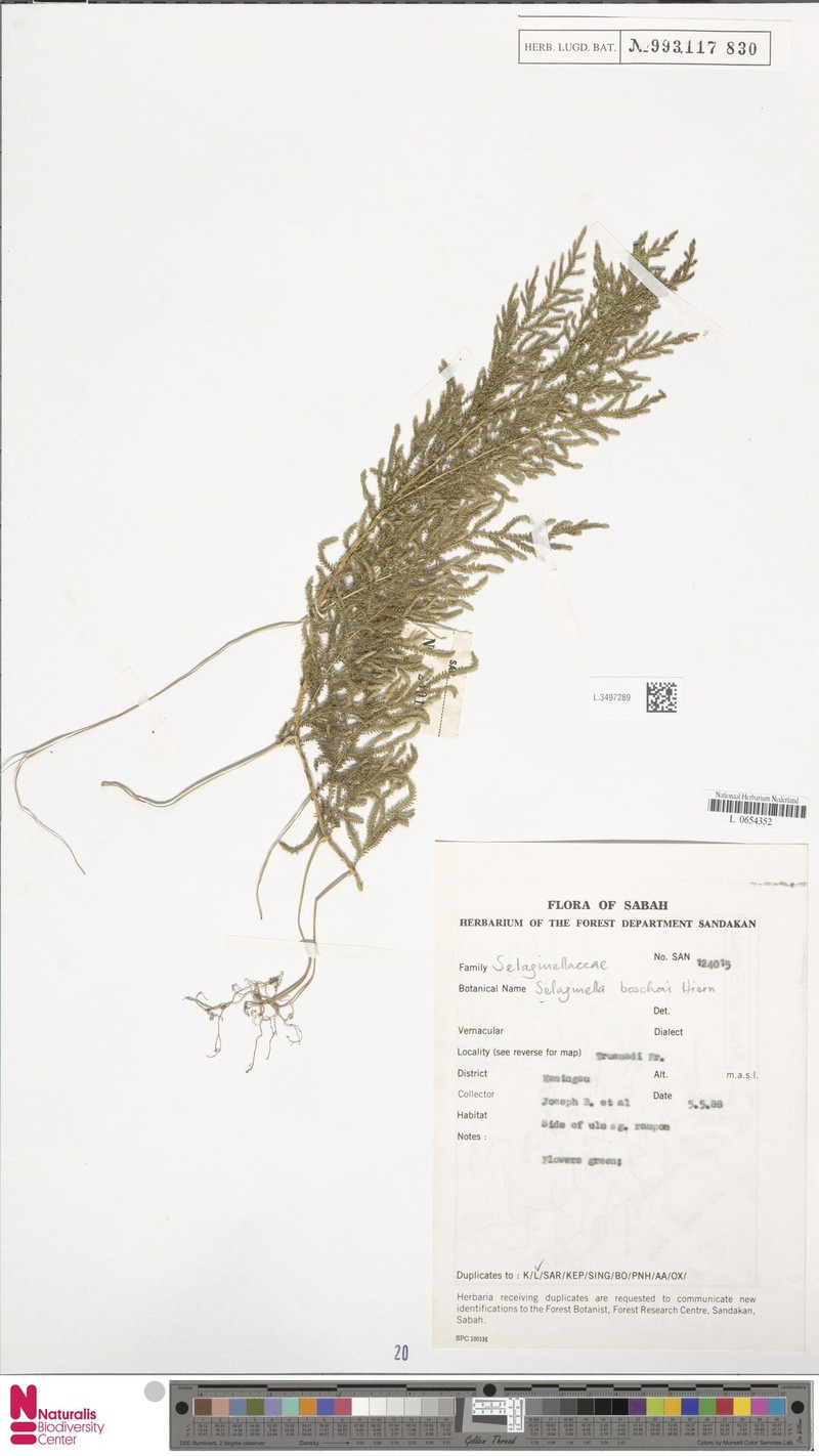 Selaginella boschai photo 4