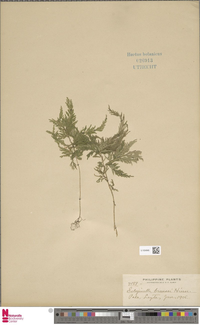 Selaginella bracei photo 2