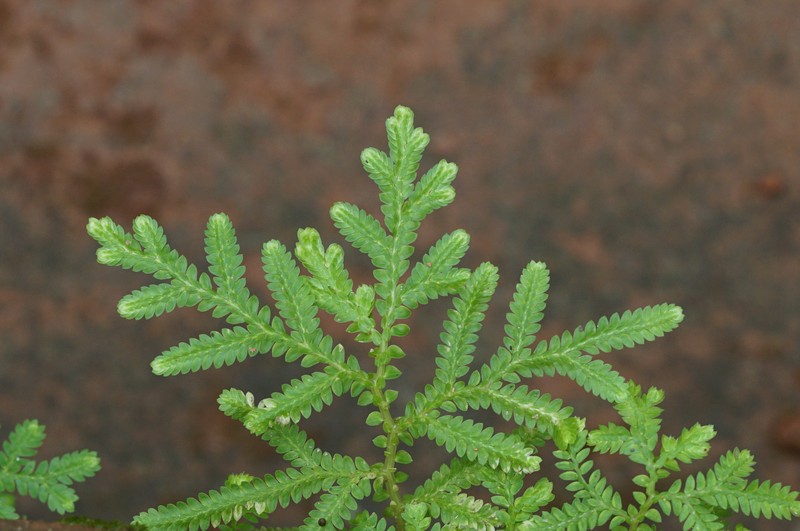 Braun's Spikemoss photo 2