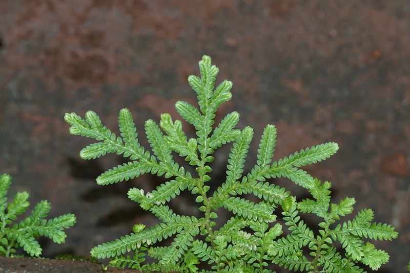 Braun's Spikemoss photo 3