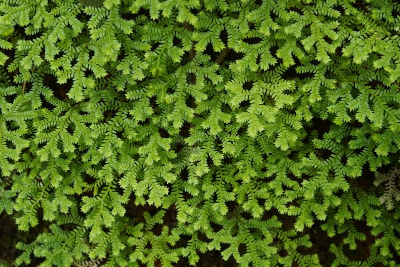 Braun's Spikemoss photo 4