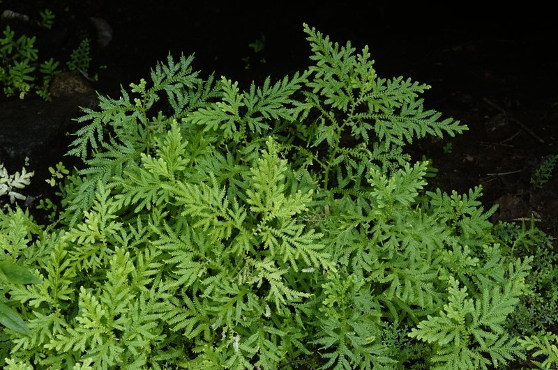 Braun's Spikemoss photo 5