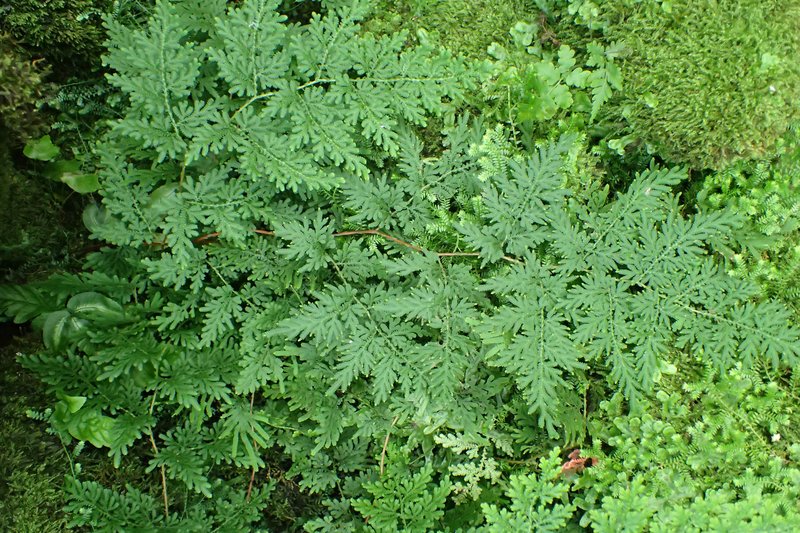 Braun's Spikemoss photo 7
