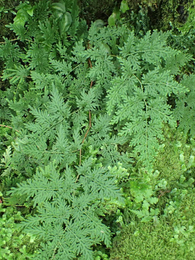 Braun's Spikemoss photo 8