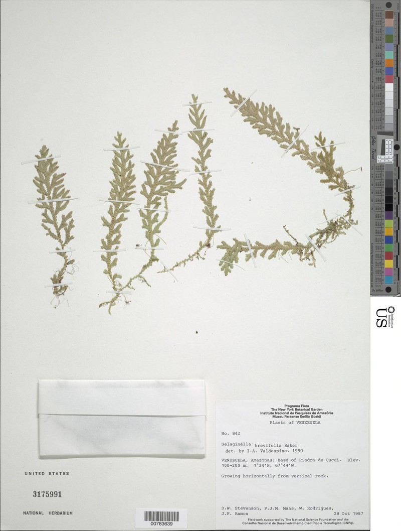 Selaginella brevifolia