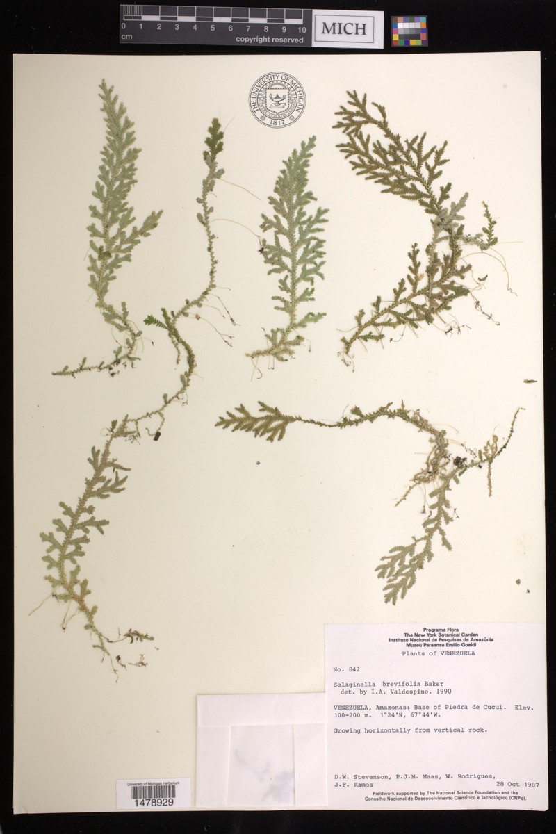 Selaginella brevifolia photo 2