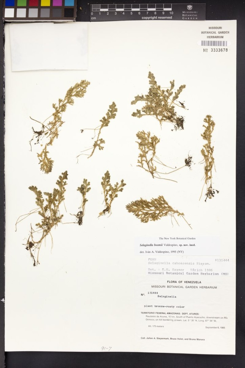 Selaginella brevifolia photo 3