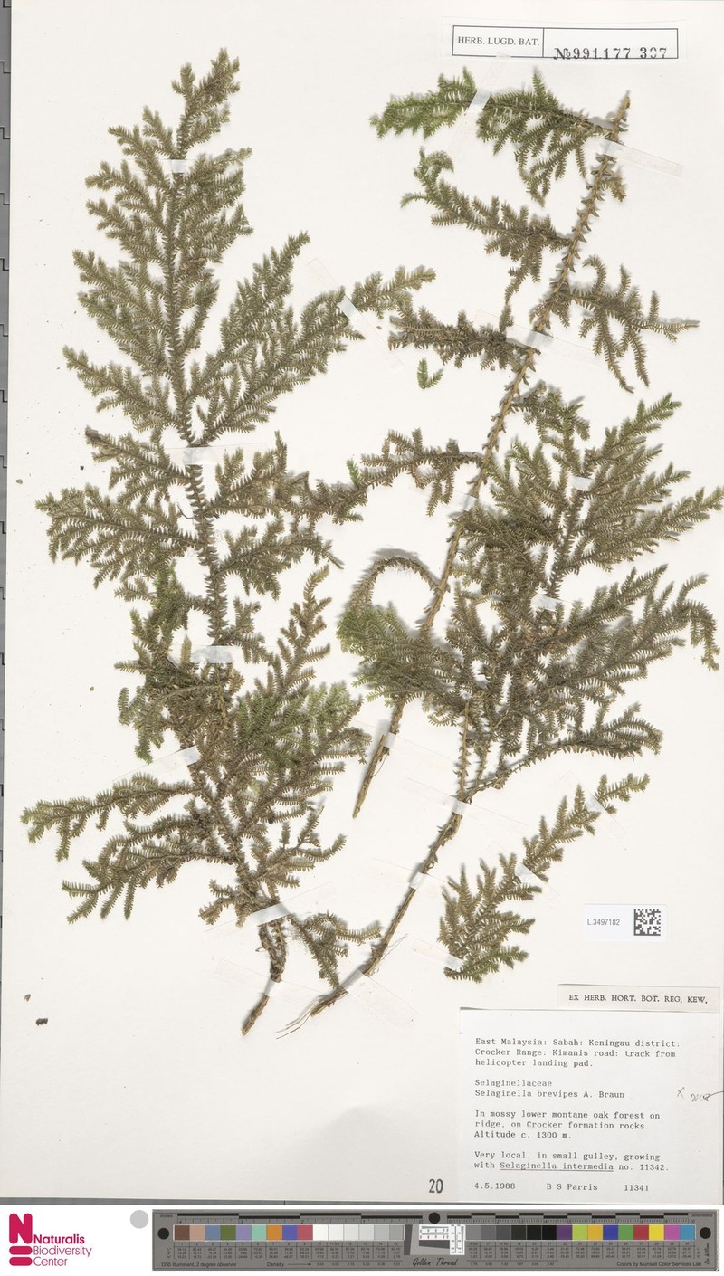 Selaginella brevipes