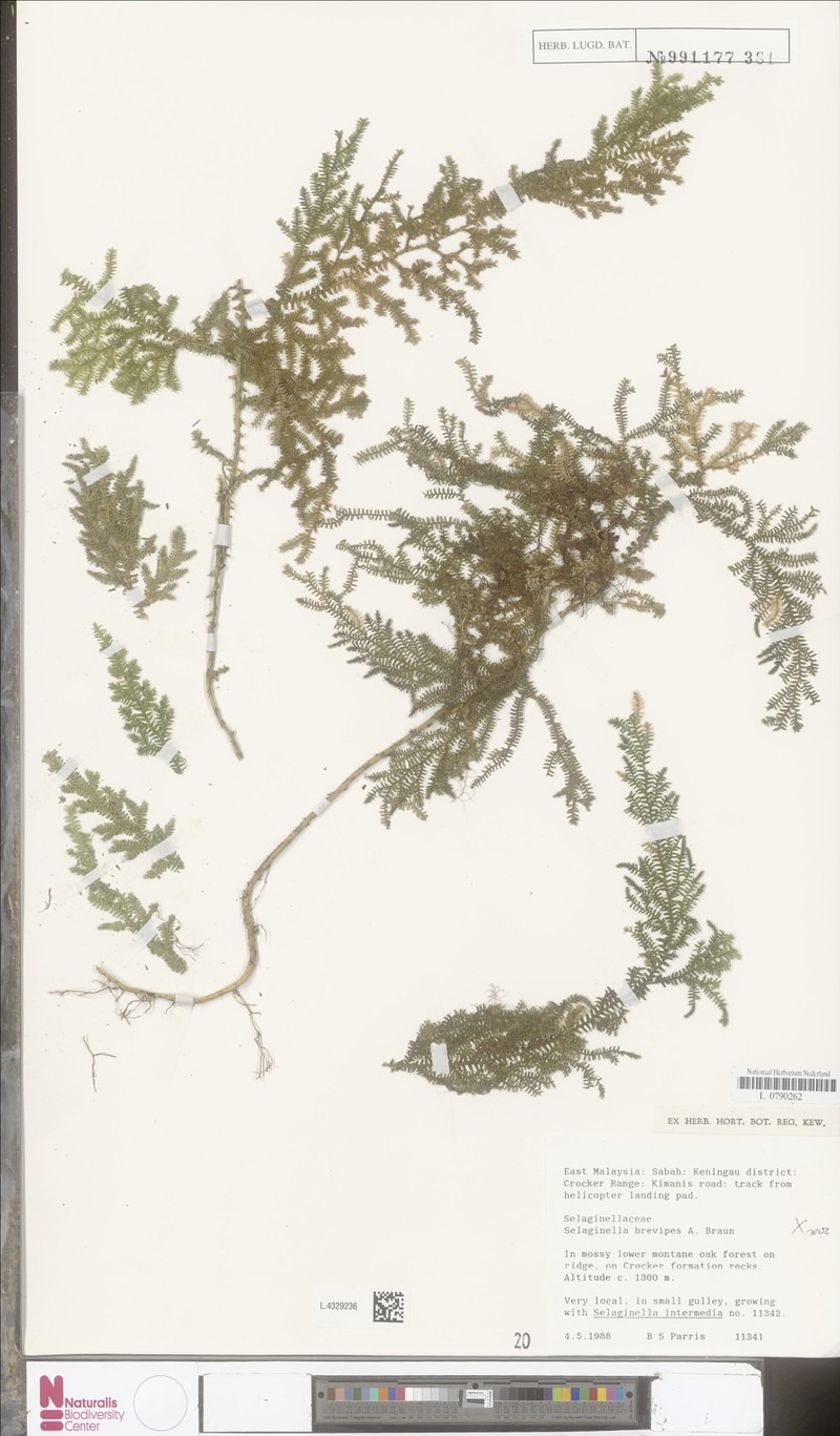Selaginella brevipes photo 2