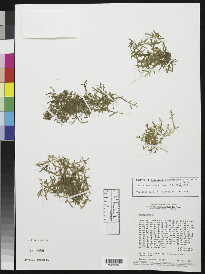 Selaginella breweriana photo 2