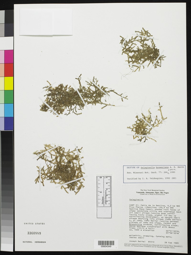 Selaginella breweriana