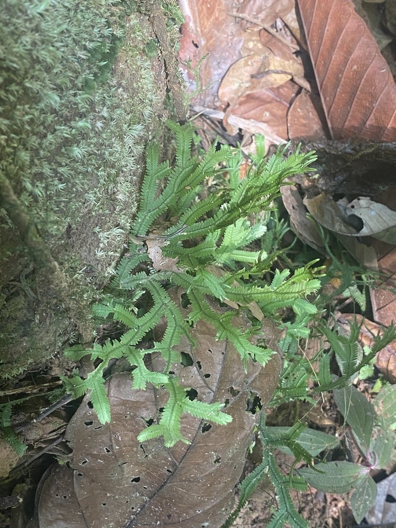 Selaginella breynii