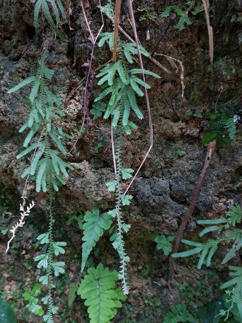 Selaginella breynii photo 2