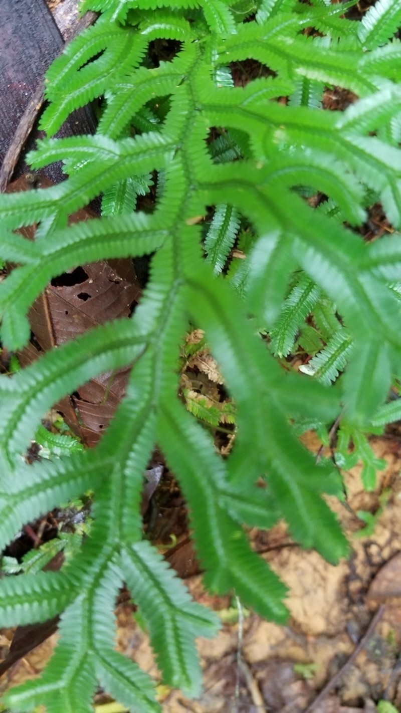 Selaginella breynii photo 3