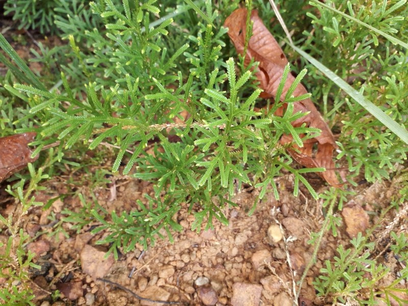 Selaginella breynii photo 4