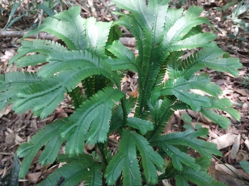 Selaginella breynii photo 5