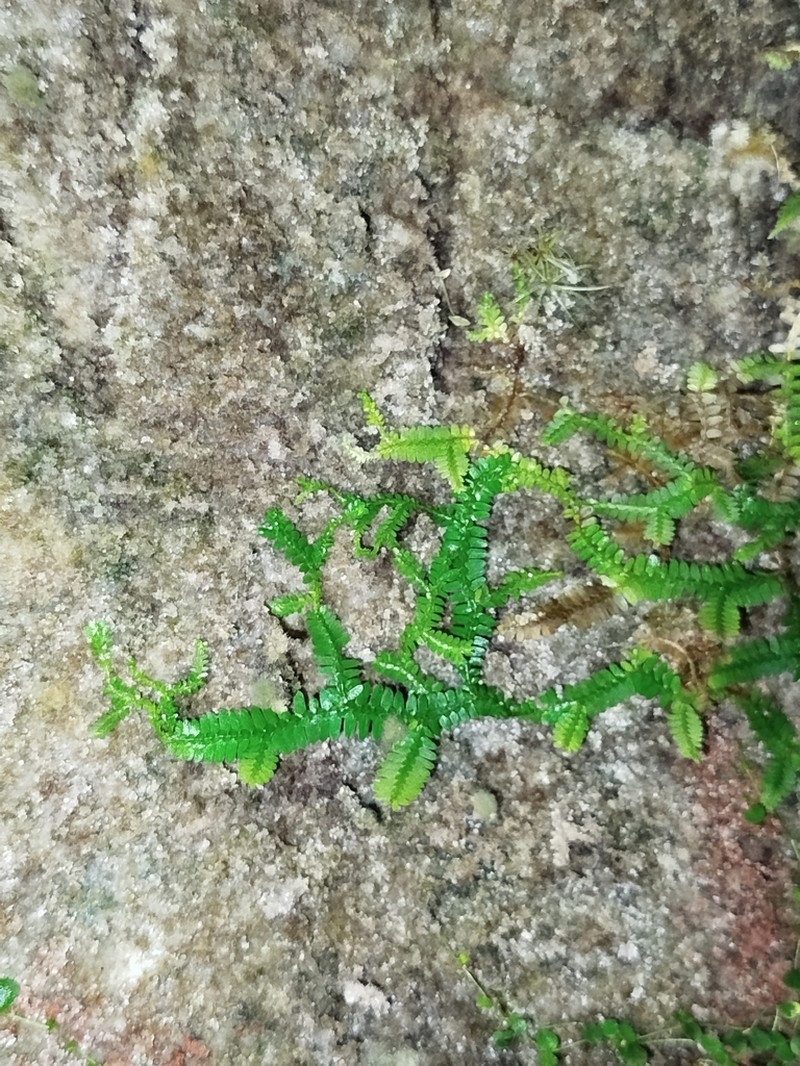 Selaginella breynii photo 6