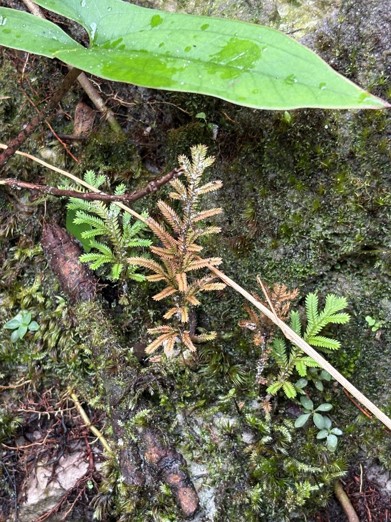 Selaginella breynii photo 7