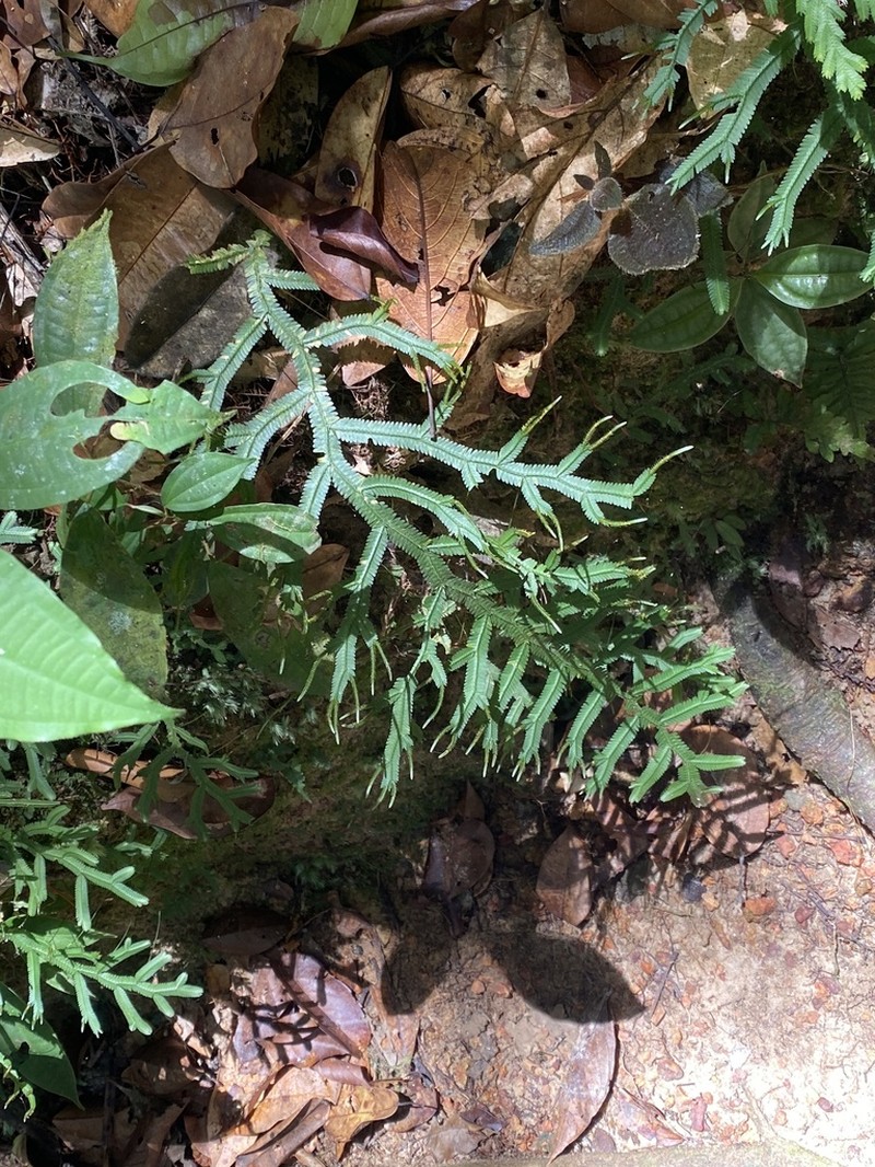 Selaginella breynii photo 8