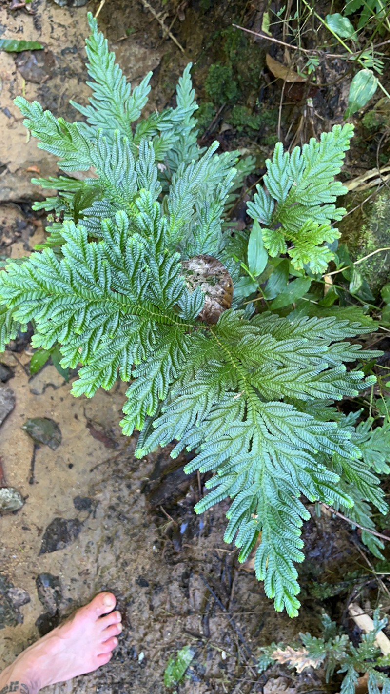 Selaginella breynioides