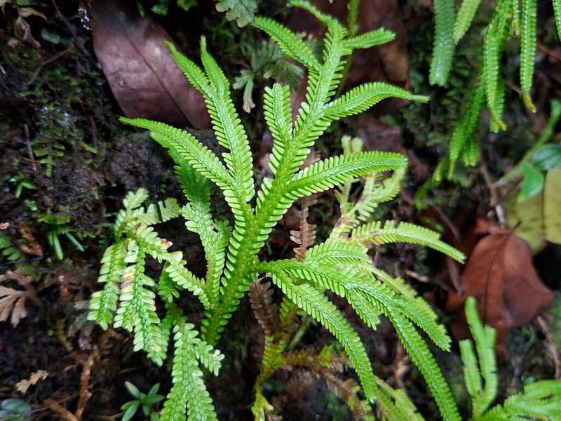 Selaginella breynioides photo 2