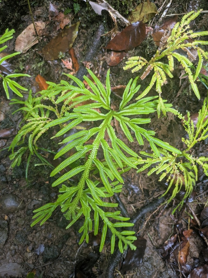 Selaginella breynioides photo 3