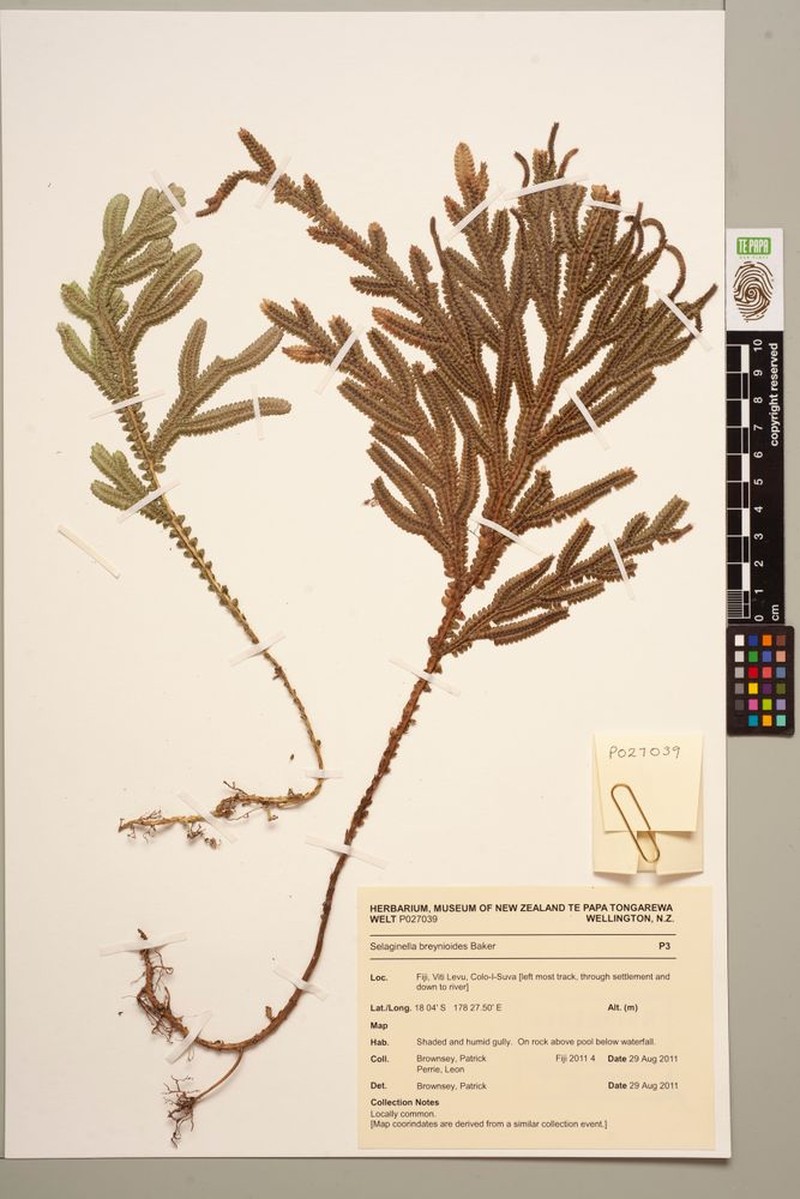 Selaginella breynioides photo 4