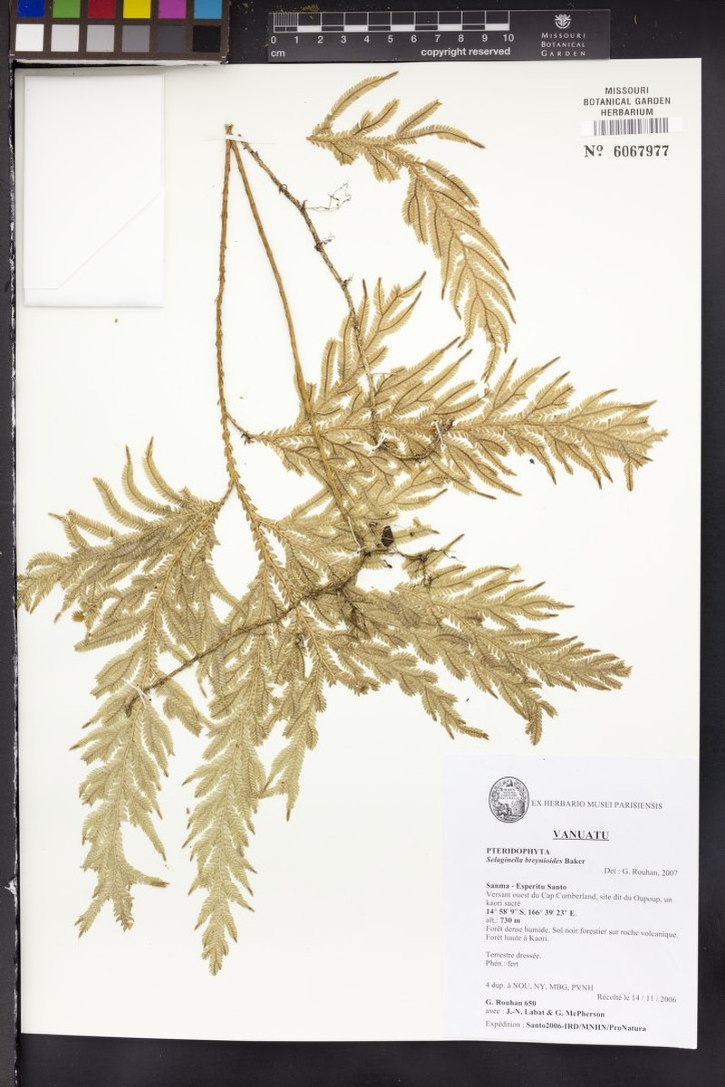 Selaginella breynioides photo 5