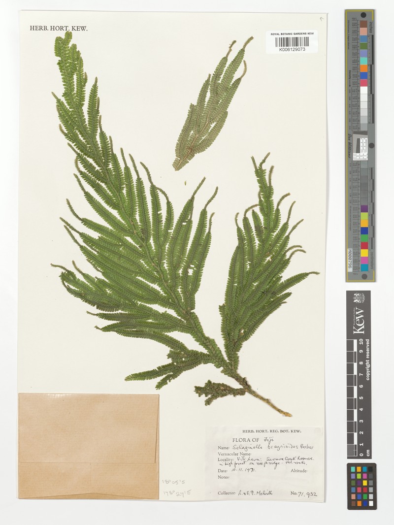 Selaginella breynioides photo 6
