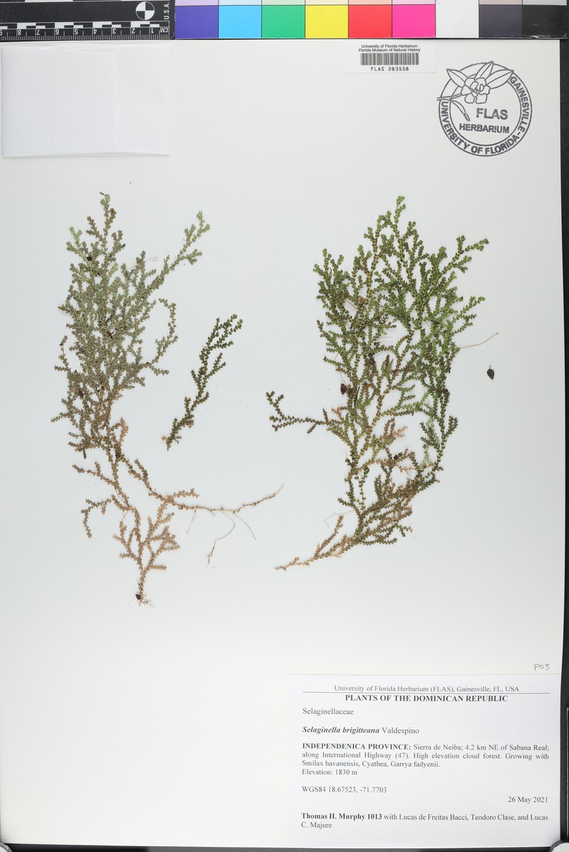Selaginella brigitteana
