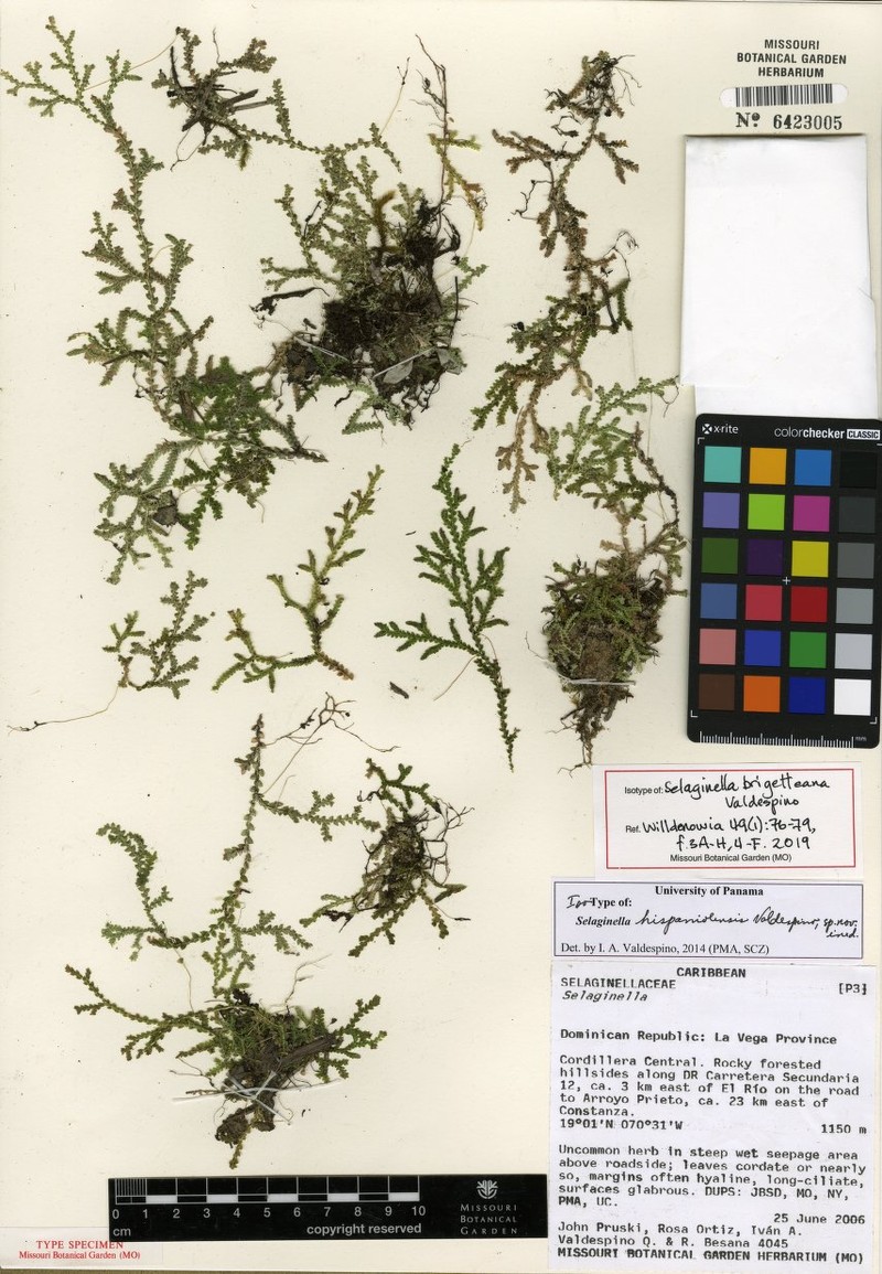 Selaginella brigitteana photo 2