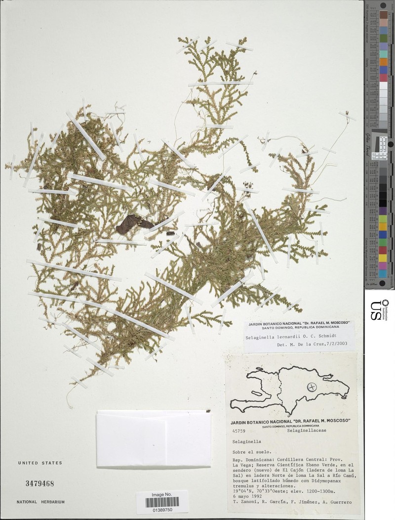 Selaginella brigitteana photo 3