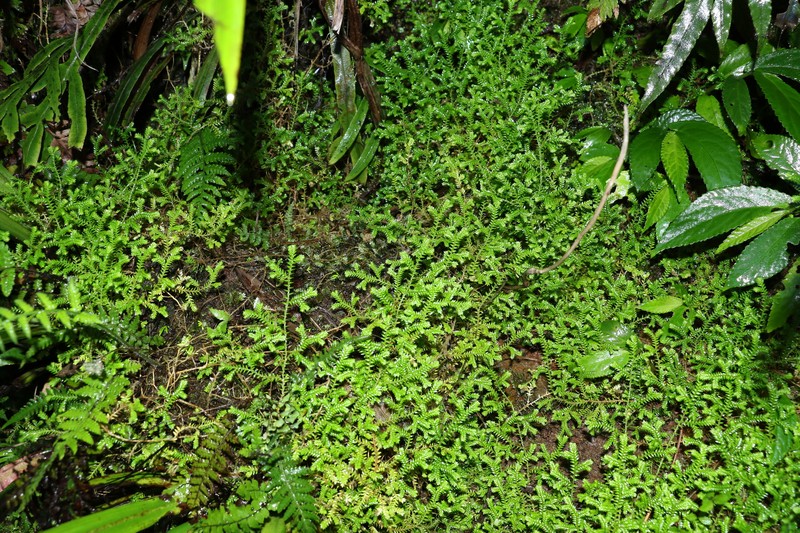 Selaginella brisbanensis