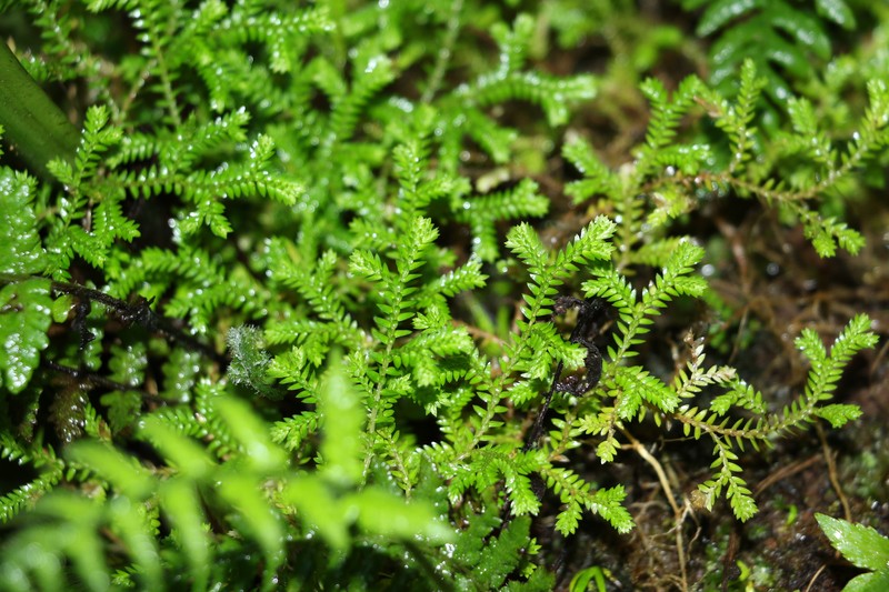 Selaginella brisbanensis photo 2